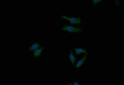 Themis Antibody (7G7), Novus Biologicals 50 &mu;L; Unconjugated:Antibodies,
