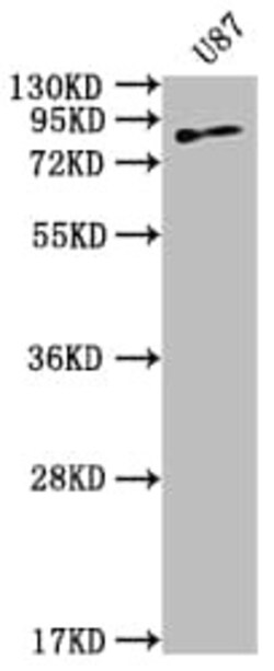 Transglutaminase 2/TGM2 Antibody (7E1), Novus Biologicals:Antibodies:Primary