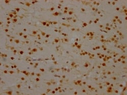 hnRNP-Q Antibody (9C7), Novus Biologicals 50 &mu;L | Buy Online | Novus Biologicals | Fisher Scientific