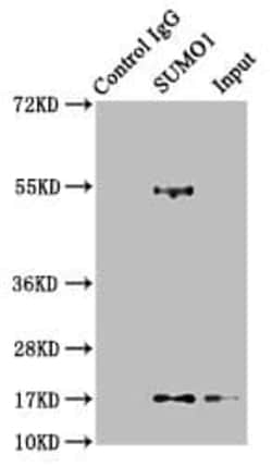 SUMO1 Antibody (5G3), Novus Biologicals:Antibodies:Primary Antibodies
