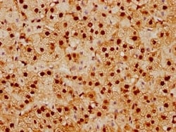 SUMO1 Antibody (5G3), Novus Biologicals:Antibodies:Primary Antibodies