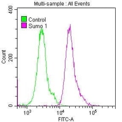 SUMO1 Antibody (5G3), Novus Biologicals:Antibodies:Primary Antibodies