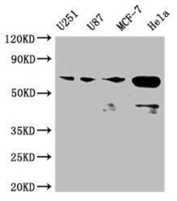 MST2/STK3 Antibody (3C3), Novus Biologicals 50 &mu;L; Unconjugated:Antibodies,