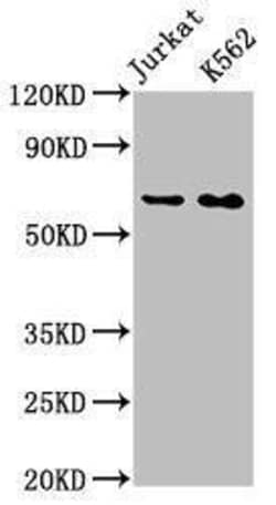 STI1 Antibody (3E4), Novus Biologicals:Antibodies:Primary Antibodies