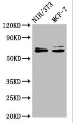 Src Antibody (21H5), Novus Biologicals 100 &mu;L; Unconjugated:Antibodies,