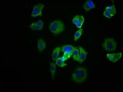 Src Antibody (21H5), Novus Biologicals 100 &mu;L; Unconjugated:Antibodies,