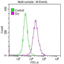 Src Antibody (21H5), Novus Biologicals 100 &mu;L; Unconjugated:Antibodies,
