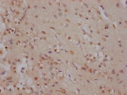 SOX2 Antibody (2E1), Novus Biologicals 50 &mu;L; Unconjugated:Antibodies,