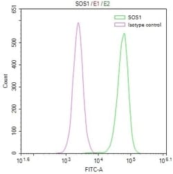 SOS1 Antibody (2B2), Novus Biologicals 50 &mu;L; Unconjugated:Antibodies,