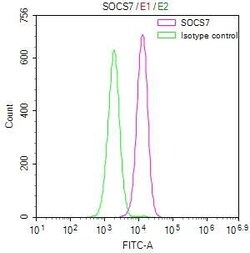 SOCS-7/Nck/NAP4 Antibody (23E4), Novus Biologicals 50 &mu;L; Unconjugated:Antibodies,