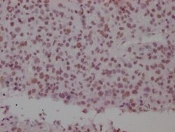SMC1 Antibody (8C11), Novus Biologicals 50 &mu;L; Unconjugated:Antibodies,