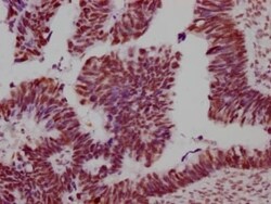 SMC1 Antibody (8C11), Novus Biologicals 50 &mu;L; Unconjugated:Antibodies,