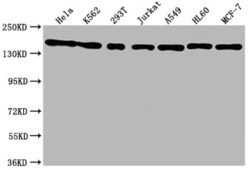 SMC1 Antibody (8C11), Novus Biologicals 50 &mu;L; Unconjugated:Antibodies,