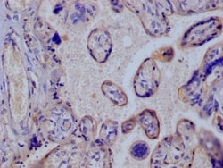 Glut3 Antibody (14B1), Novus Biologicals:Antibodies:Primary Antibodies
