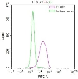 Glut2 Antibody (37E1), Novus Biologicals 100 &mu;L; Unconjugated:Antibodies,