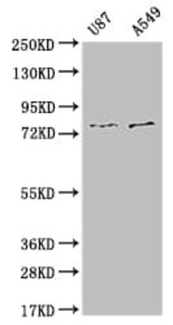 SLC25A12 Antibody (10B12), Novus Biologicals 50 &mu;L; Unconjugated:Antibodies,