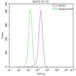 EAAT2/GLT1 Antibody (28F9), Novus Biologicals 50 &mu;L; Unconjugated:Antibodies,