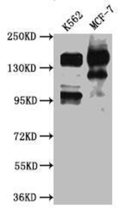 SIN3A Antibody (10G3), Novus Biologicals:Antibodies:Primary Antibodies