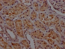 Serpin E1/PAI-1 Antibody (10C3), Novus Biologicals 100 &mu;L; Unconjugated:Antibodies,