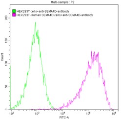 Semaphorin 4D/CD100 Antibody (21E8), Novus Biologicals:Antibodies:Primary
