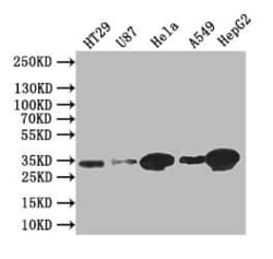 Syntenin 1 Antibody (19C1), Novus Biologicals 50 &mu;L; Unconjugated:Antibodies,