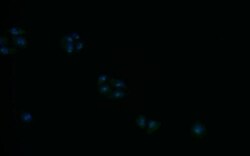 Syntenin 1 Antibody (19C1), Novus Biologicals 50 &mu;L; Unconjugated:Antibodies,
