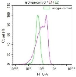 RPS19 Antibody (7E6), Novus Biologicals:Antibodies:Primary Antibodies