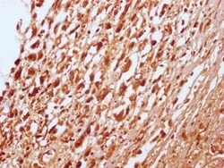 RNF20 Antibody (2H12), Novus Biologicals 100 &mu;L; Unconjugated:Antibodies,