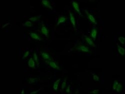 RNF20 Antibody (2H12), Novus Biologicals 100 &mu;L; Unconjugated:Antibodies,