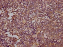 RhoA Antibody (3G7), Novus Biologicals:Antibodies:Primary Antibodies