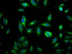 Rheb Antibody (7G7), Novus Biologicals 100 &mu;L; Unconjugated:Antibodies,