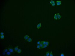 RGS6 Antibody (12H5), Novus Biologicals:Antibodies:Primary Antibodies