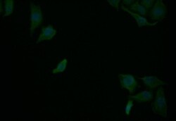 RelB Antibody (9E4), Novus Biologicals:Antibodies:Primary Antibodies