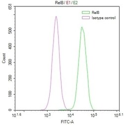 RelB Antibody (9E4), Novus Biologicals:Antibodies:Primary Antibodies