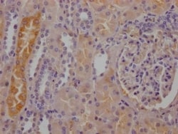 RBP4/Retinol-Binding Protein 4 Antibody (9G7), Novus Biologicals 50 &mu;L;