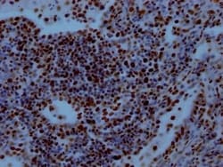 RBBP4/RbAp48 Antibody (3E9), Novus Biologicals 50 &mu;L; Unconjugated:Antibodies,