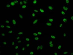 RBBP4/RbAp48 Antibody (3E9), Novus Biologicals 50 &mu;L; Unconjugated:Antibodies,