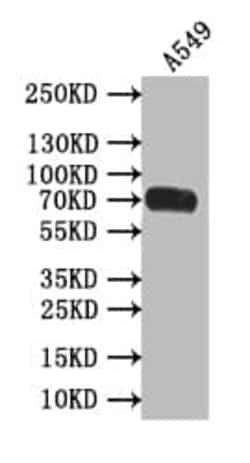 CD155/PVR Antibody (19C12), Novus Biologicals 50 &mu;L; Unconjugated:Antibodies,