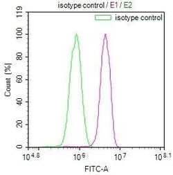 Pentraxin 3/TSG-14 Antibody (10D9), Novus Biologicals:Antibodies:Primary