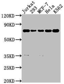 SHP-2/PTPN11 Antibody (7A1), Novus Biologicals 50 &mu;L; Unconjugated:Antibodies,