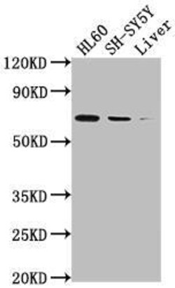 COX-1 Antibody (6B6), Novus Biologicals:Antibodies:Primary Antibodies