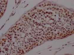 PTBP1 Antibody (8A1), Novus Biologicals:Antibodies:Primary Antibodies