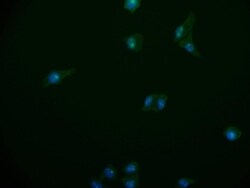 PA28 Activator alpha Subunit/PSME1 Antibody (29D5), Novus Biologicals:Antibodies:Primary