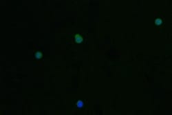 Trypsin 2/PRSS2 Antibody (12H7), Novus Biologicals:Antibodies:Primary Antibodies