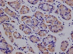 Peroxiredoxin 3 Antibody (14E2), Novus Biologicals 100 &mu;L; Unconjugated:Antibodies,