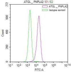 PEDFR/PNPLA2/ATGL Antibody (1H6), Novus Biologicals:Antibodies:Primary