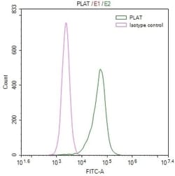 t-Plasminogen Activator/tPA Antibody (32B1), Novus Biologicals 50 &mu;L;