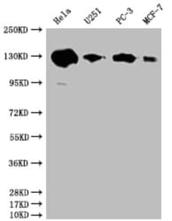 PKN2 Antibody (20A8), Novus Biologicals:Antibodies:Primary Antibodies