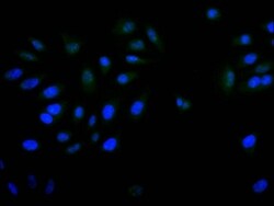 PITX3 Antibody (28A9), Novus Biologicals 100 &mu;L; Unconjugated:Antibodies,