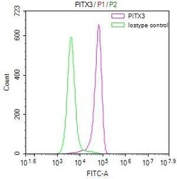 PITX3 Antibody (28A9), Novus Biologicals 100 &mu;L; Unconjugated:Antibodies,